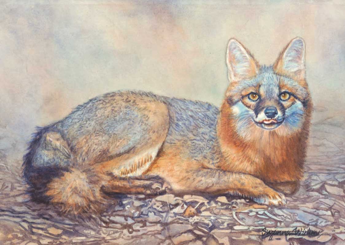 Fox Portrait