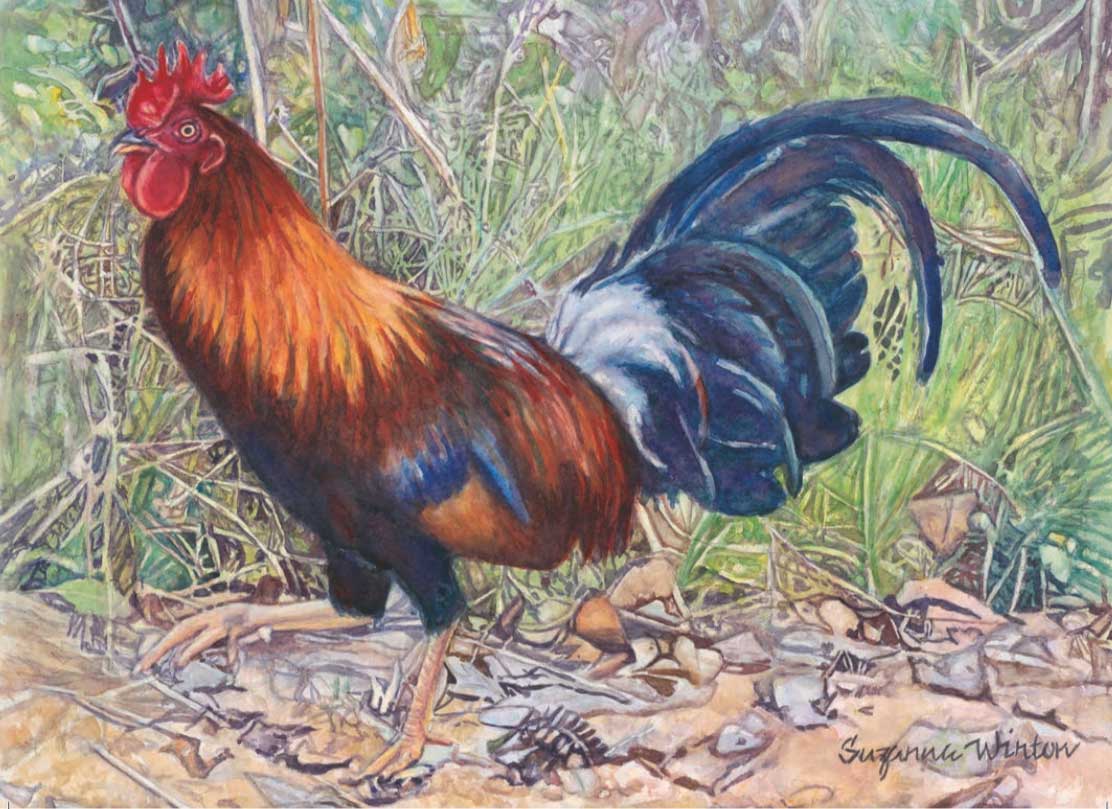 Rooster Portrait