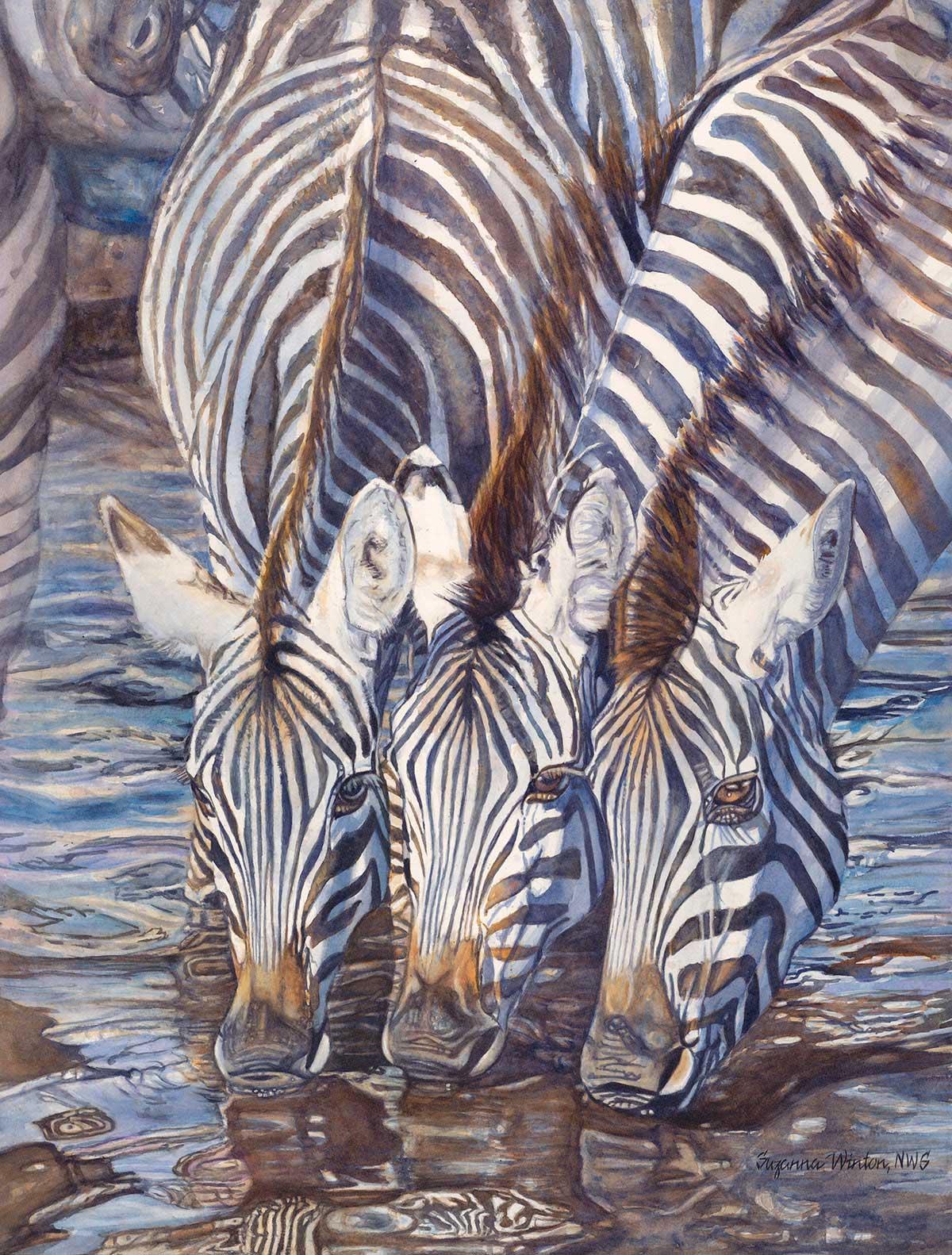 Zebras Drinking