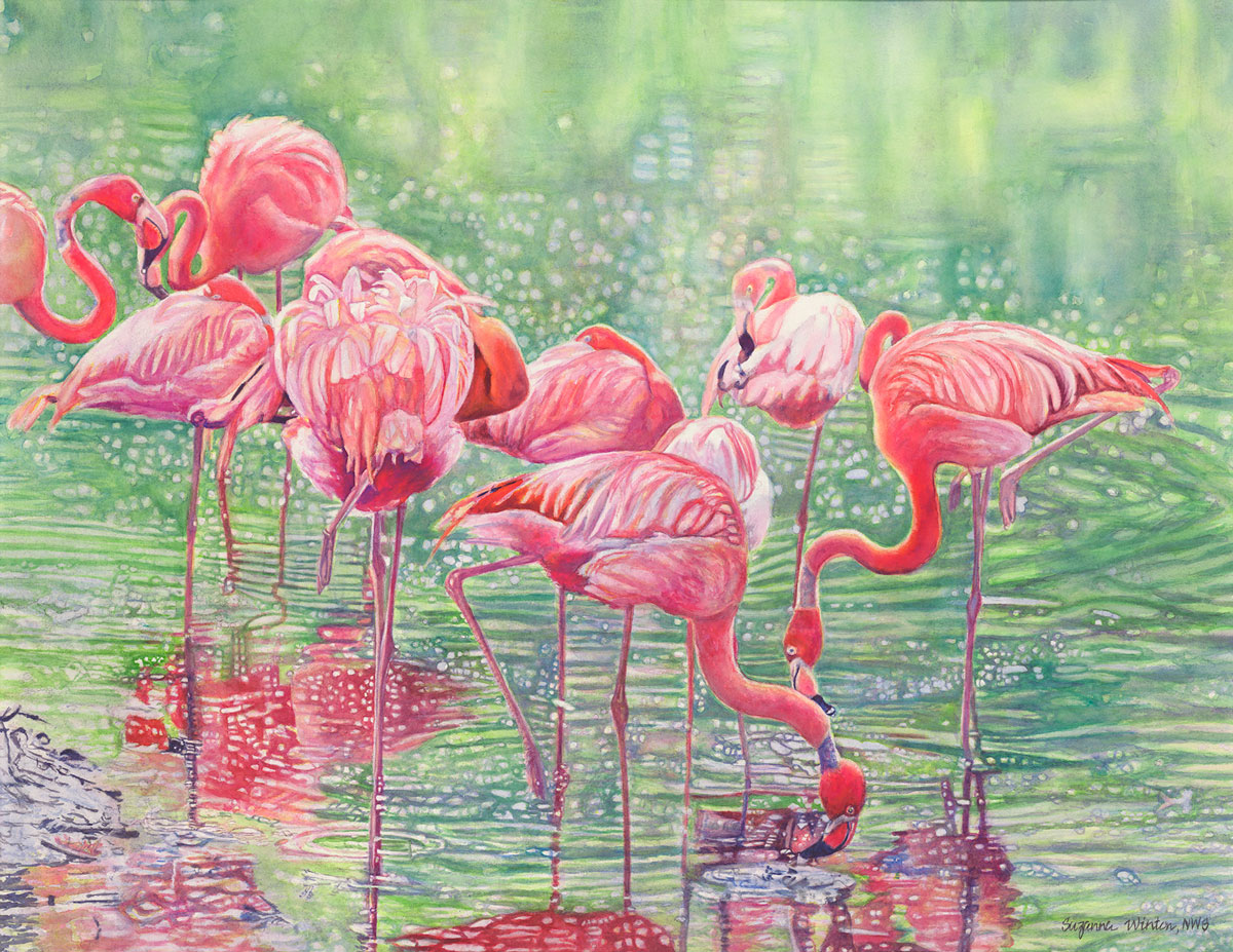 Flamingos